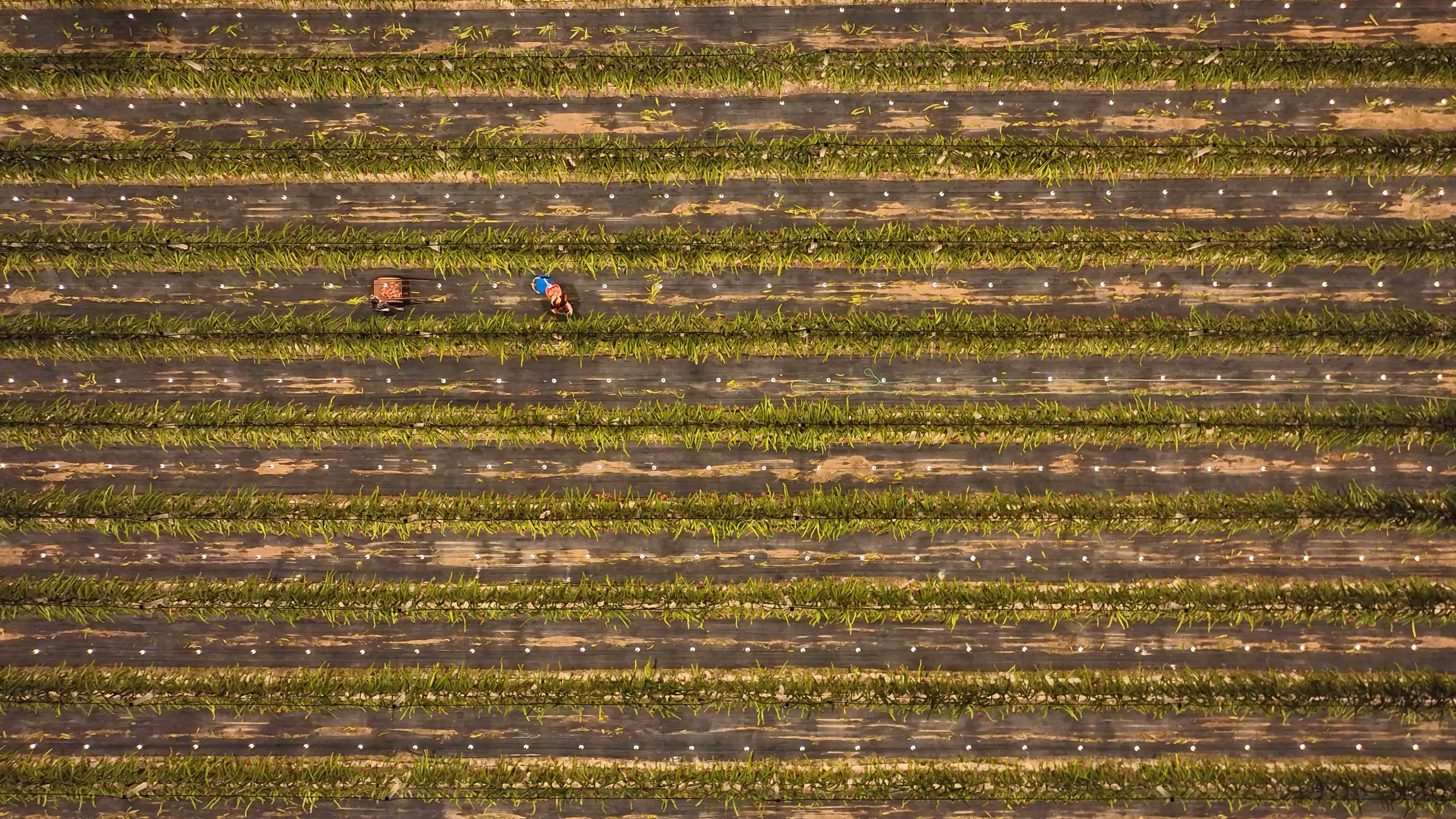 DJI_0454.jpg